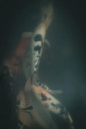 Koi Fish In A Pond