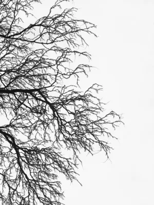 Bare Tree Silhouette