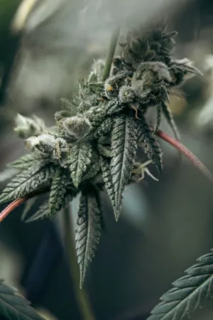 Cannabis Bud Close-Up