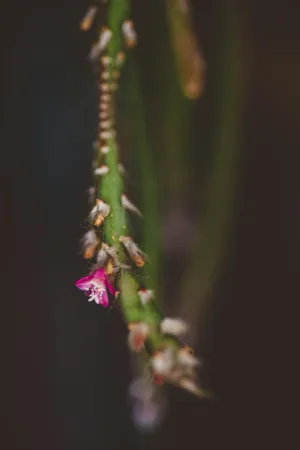 Pink Flower On A Cactus