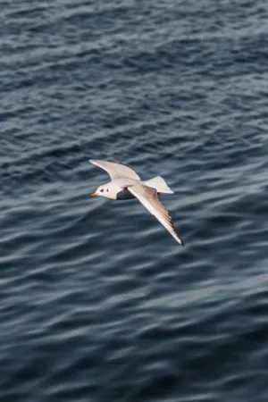 Seagull In Flight