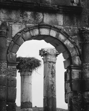 Ancient Ruins With Nest
