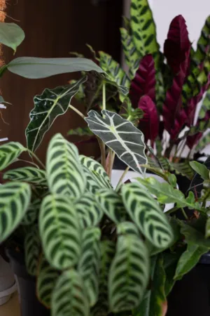 Colorful Houseplants