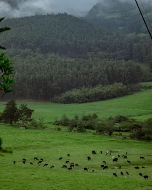 Green Pastures And Forested Hills