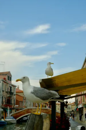 Seagulls In Venice
