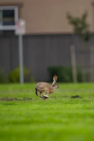 Running Rabbit
