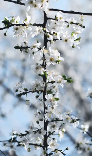 Spring Blossoms