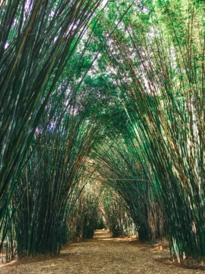 Bamboo Tunnel