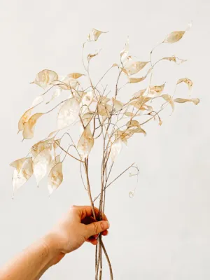 Dried Plant
