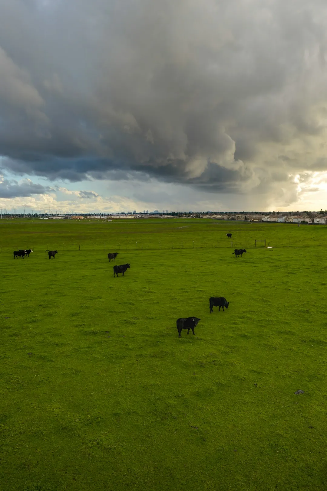 Cows In A Field