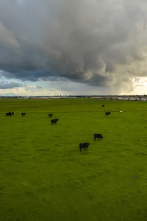 Cows In A Field