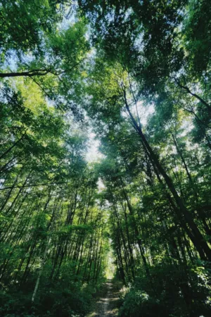 Forest Path
