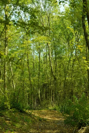 Forest Path