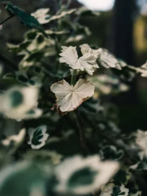 Variegated Leaves