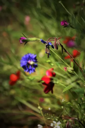 Wildflower Garden