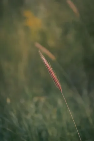 Single Wheat Ear