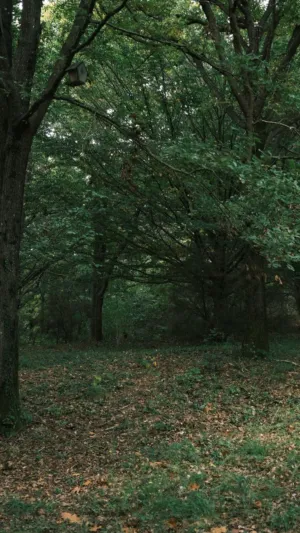 Forest Path