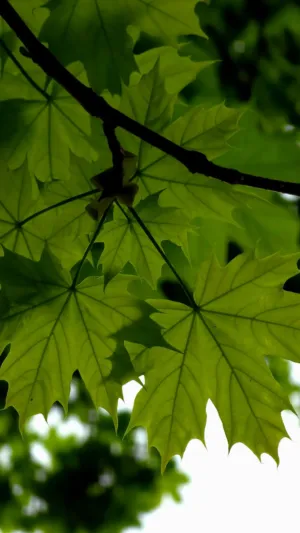 Green Leaves