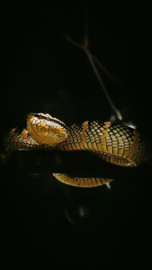 Snake In The Dark