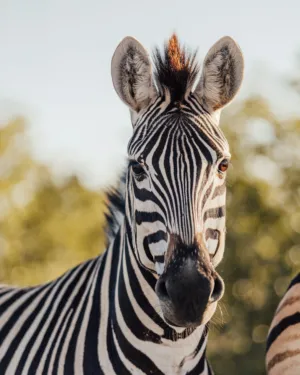 Zebra Portrait