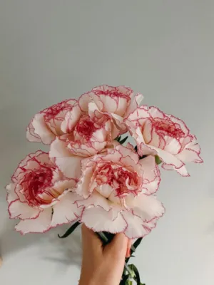 Hand Holding Pink And Red Carnations