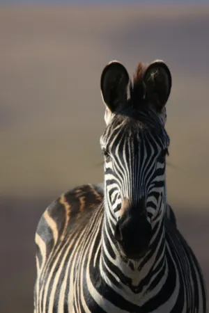 Zebra Portrait