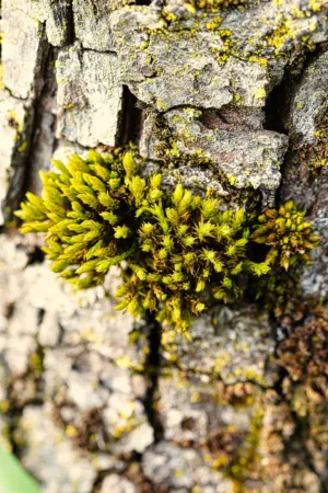 Mossy Tree Bark