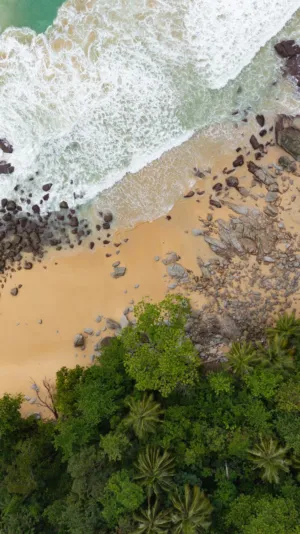 Beach And Forest Aerial View