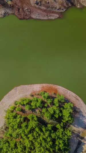 Lush Green Trees By The Water