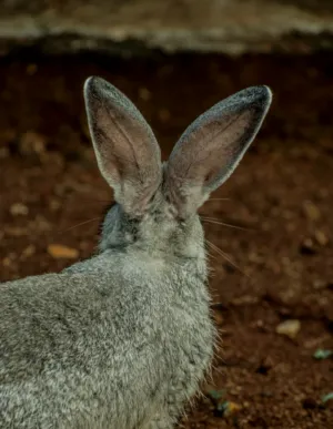 Gray Rabbit