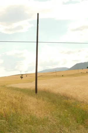 Field With Power Pole