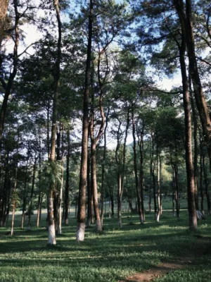 Forest Path