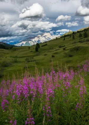 Alpine Landscape