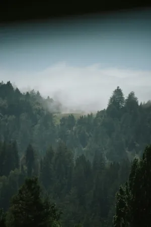 Misty Forest