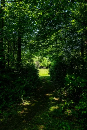 Forest Path