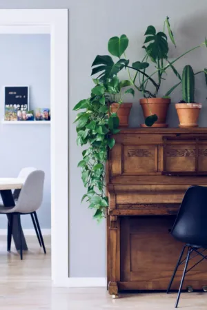 Indoor Plants On Piano