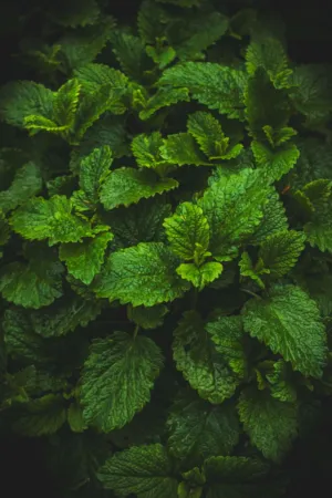 Green Leafy Plant