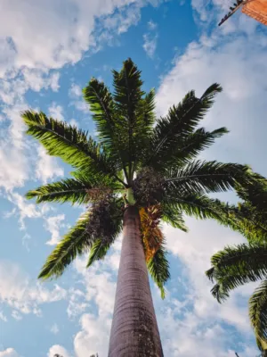 Palm Tree Against Sky