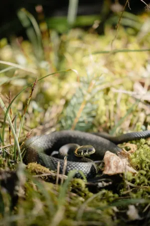 Snake In The Grass
