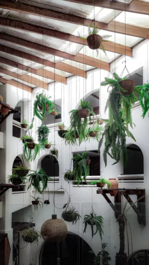 Hanging Plants In A Courtyard