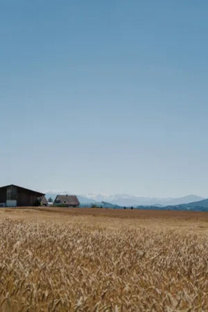 Rural Landscape