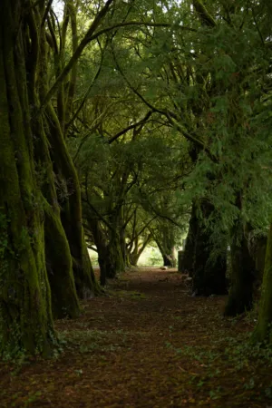 Misty Forest Path