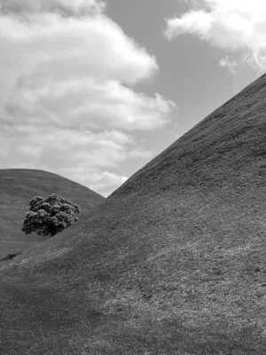 Solitary Tree On A Hill