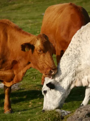 Cows In Pasture