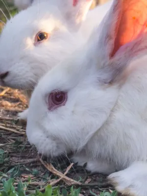 White Rabbits