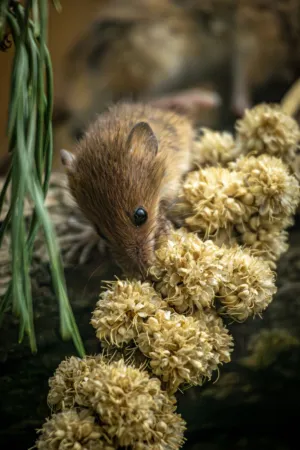 Fluffy Animal In Nature