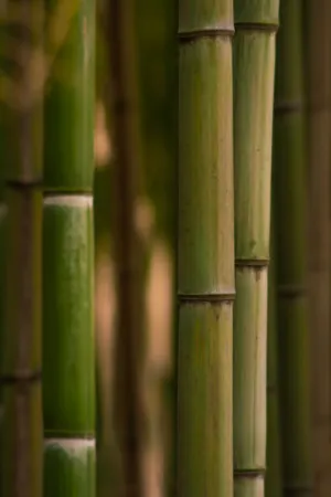 Bamboo Forest