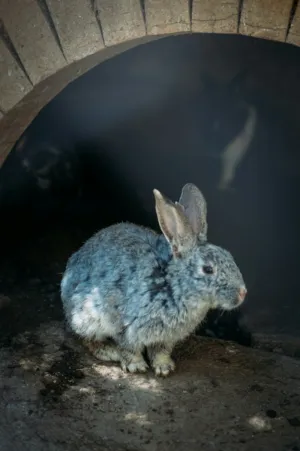 Gray Rabbit