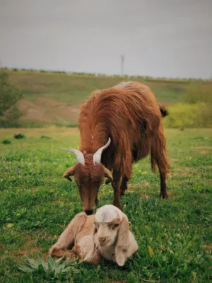 Goat And Kid In Field