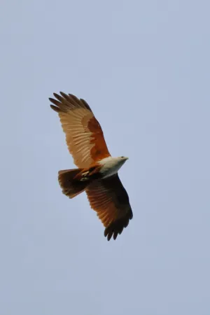 Brahminy Kite In Flight